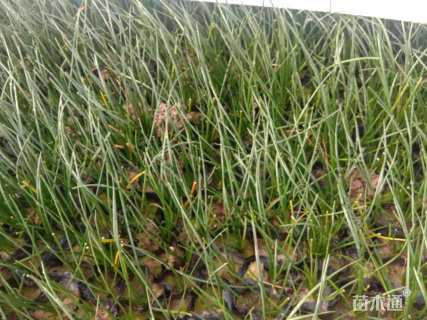 高度25厘米韭兰