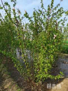 高度60厘米丛生榆叶梅