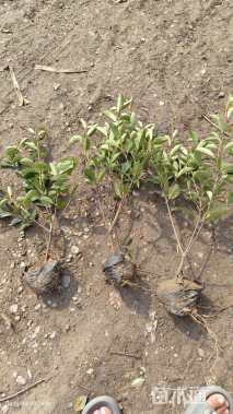 0.5公分红叶石楠