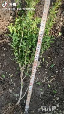 高度60厘米小叶黄杨