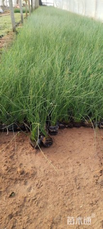 高度60厘米灯心草