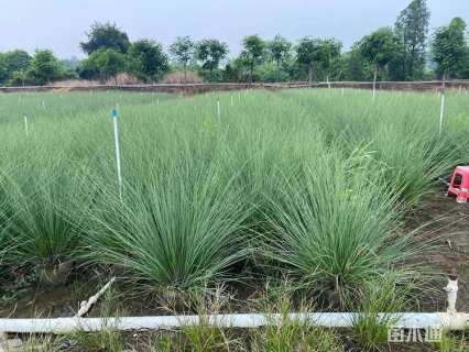 高度20厘米金边六月雪