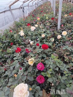 高度25厘米大花月季