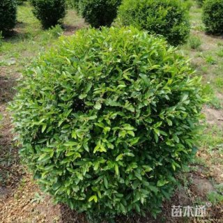 冠幅180厘米水蜡球