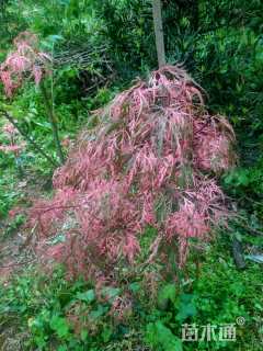 高度30厘米羽毛枫