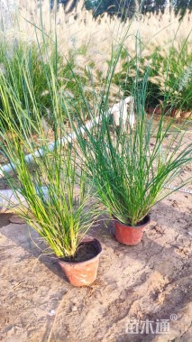 高度20厘米小兔子狼尾草