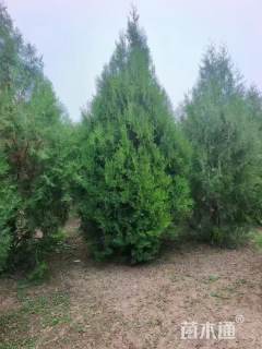 高度300厘米侧柏