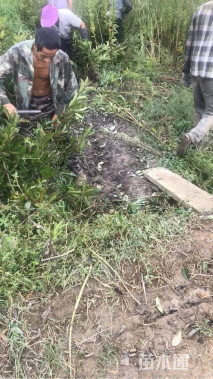 高度80厘米法国冬青