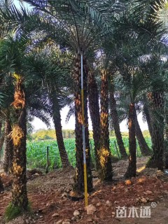 裸干高250厘米中东海枣