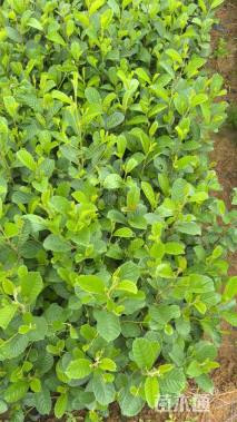 0.6公分川滇桤木