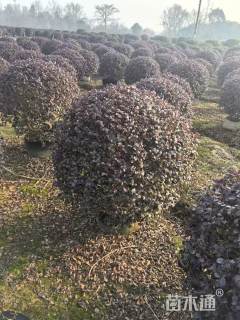 冠幅120厘米红继木球