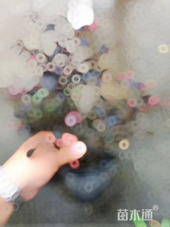 高度45厘米红花继木小苗