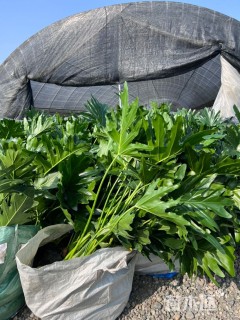 高度50厘米春羽