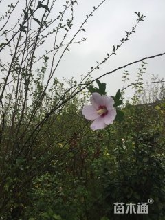 高度200厘米木槿