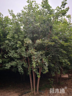 高度400厘米丛生五角枫