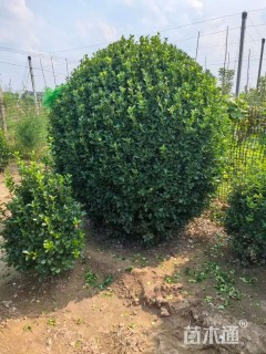 冠幅110厘米大叶黄杨球