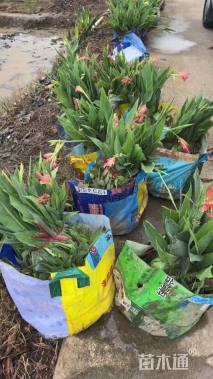 高度50厘米美人蕉