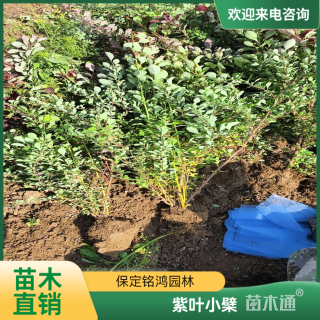 高度50厘米紫叶小檗