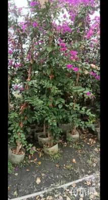 高度200厘米紫花三角梅