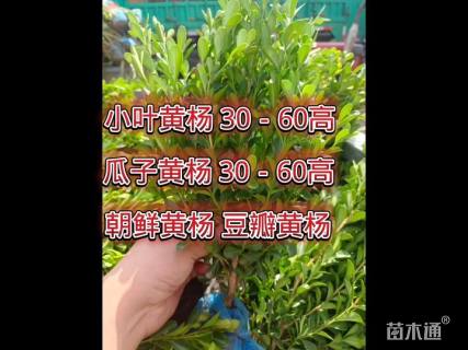高度40厘米瓜子黄杨