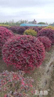 冠幅160厘米红花继木球