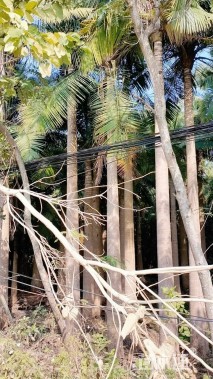 裸干高500厘米国王椰子