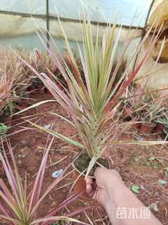 高度30厘米七彩马尾铁