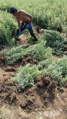 高度40厘米金边黄杨