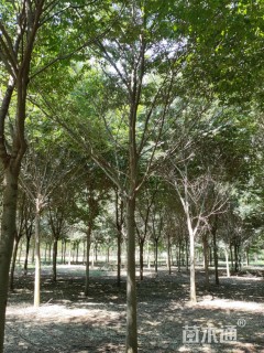 15公分榉树