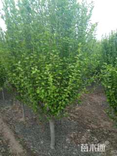 高度350厘米木槿