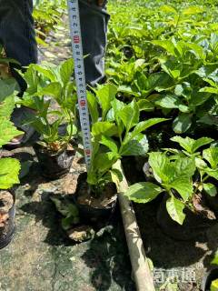 高度30厘米绣球