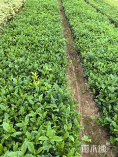 高度30厘米中叶栀子