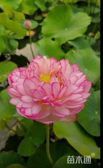 高度50厘米荷花