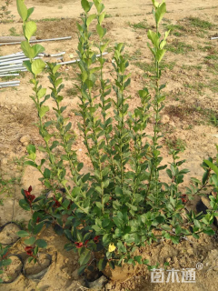 主蔓长50厘米扶芳藤球