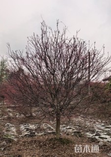 10公分日本红枫-红舞姬