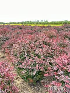 冠幅150厘米紫叶小檗球