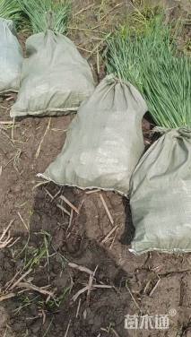 高度70厘米香蒲