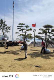 20公分日本黑松