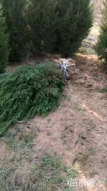 高度180厘米塔柏