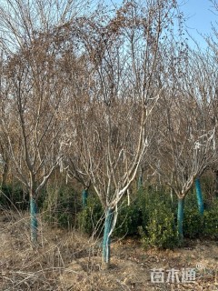 10公分日本早樱