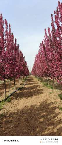 10公分绚丽海棠