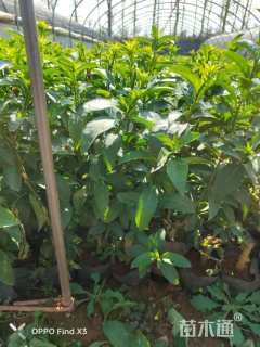 高度30厘米夜来香