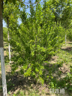 高度200厘米丛生花石榴