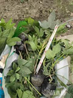 高度25厘米八角金盘