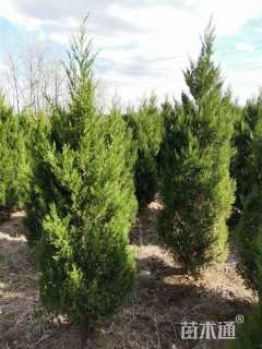 高度220厘米塔柏