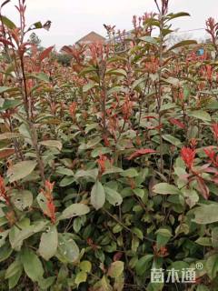 高度60厘米红叶石楠小苗