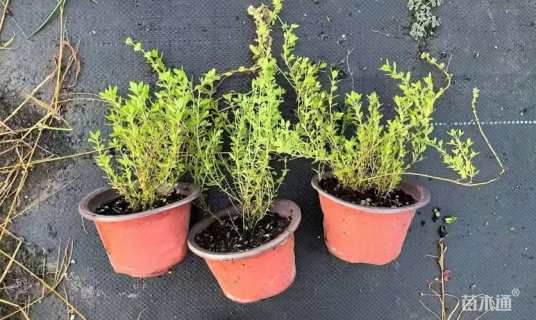 高度7厘米百里香