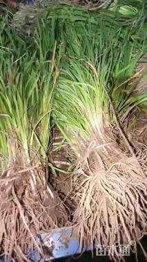 高度30厘米紫娇花