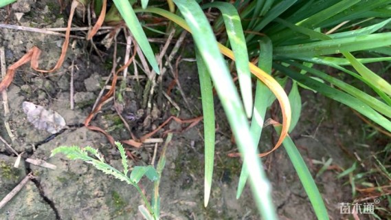 高度20厘米紫娇花