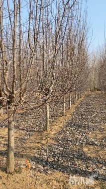 10公分甜茶海棠